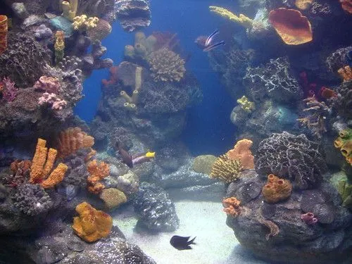 Paisajes submarinos en movimiento - Imagui