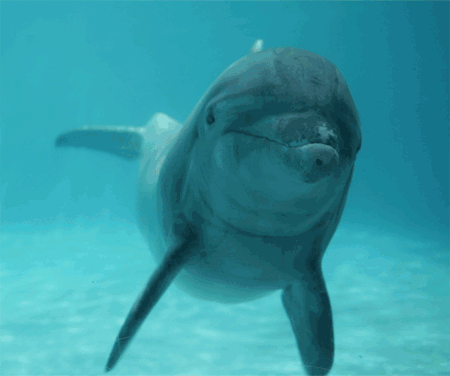 IMÁGENES, GIFS Y GLITTERS: GIF ANIMADO DE DELFINES IMÁGENES, GIFS Y GLITTERS: GIF ANIMADO DE DELFINES