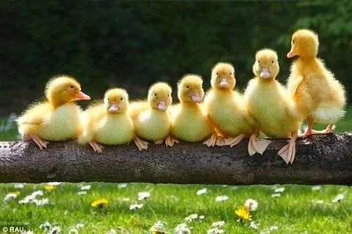 IMÁGENES, GIFS Y GLITTERS: Patitos tiernos