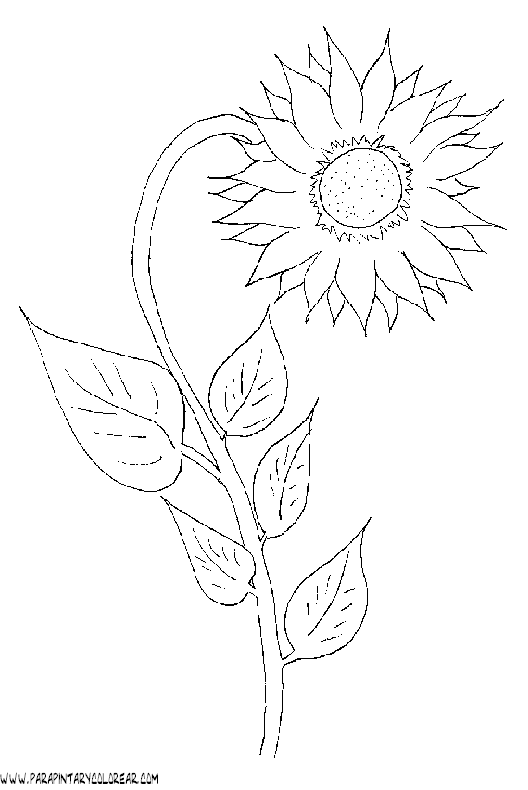 Imagenes de girasoles y alcatraces para calcar - Imagui Imagenes de girasoles y alcatraces para calcar - Imagui