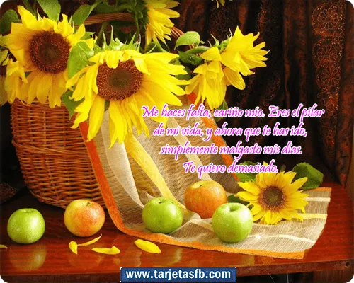 Imagenes De Girasoles Con Frases De Amor Para Facebook Imagenes De Girasoles Con Frases De Amor Para Facebook