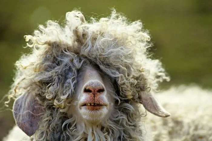 Imagenes graciosas de animales | Animales, Lady Gaga and Afro Imagenes graciosas de animales | Animales, Lady Gaga and Afro