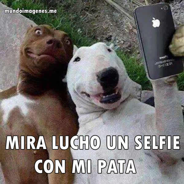 Imagenes Graciosas De Animales En Facebook - Mundo Imagenes Frases ... Imagenes Graciosas De Animales En Facebook - Mundo Imagenes Frases ...