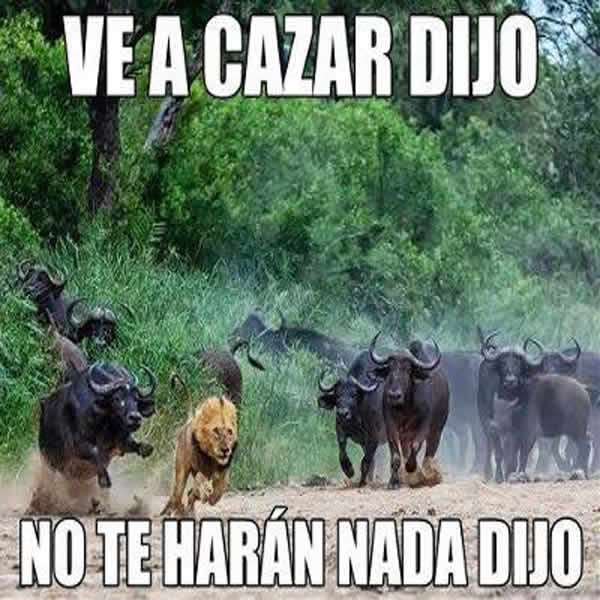 Imagenes Graciosas De Animales En Facebook - Mundo Imagenes Frases ... Imagenes Graciosas De Animales En Facebook - Mundo Imagenes Frases ...