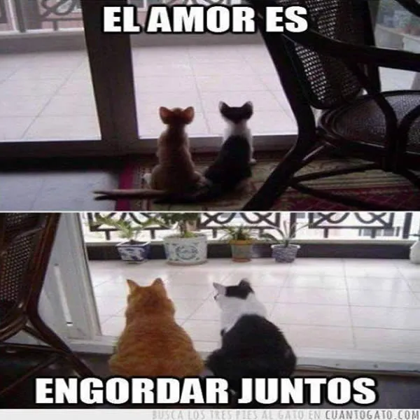 Imagenes Graciosas De Animales En Facebook - Mundo Imagenes Frases ... Imagenes Graciosas De Animales En Facebook - Mundo Imagenes Frases ...