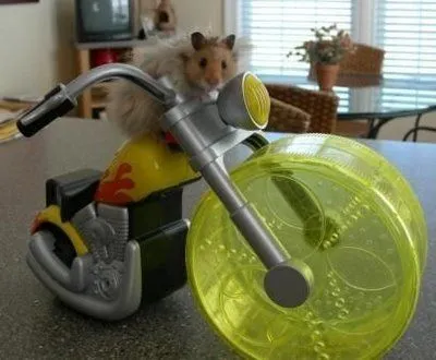 imagenes graciosas de animales: hamster loooooco imagenes graciosas de animales: hamster loooooco