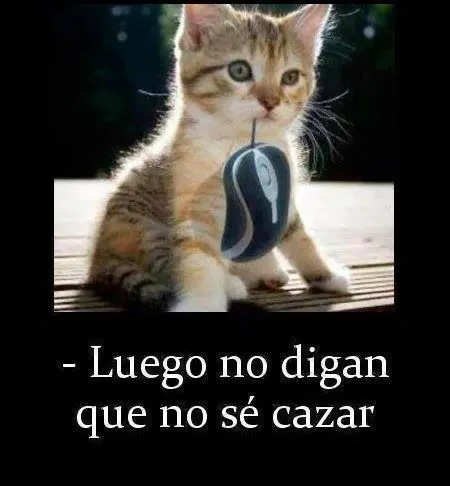 Imagenes graciosas y chistosas para reirse | Imagenes Tiernas de ... Imagenes graciosas y chistosas para reirse | Imagenes Tiernas de ...