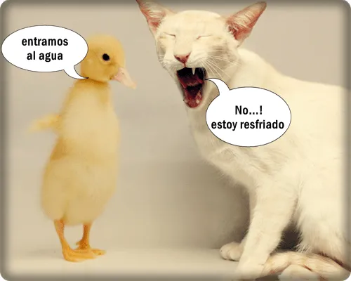 Imágenes graciosas de facebook lindo gato y el pato - Imágenes ... Imágenes graciosas de facebook lindo gato y el pato - Imágenes ...