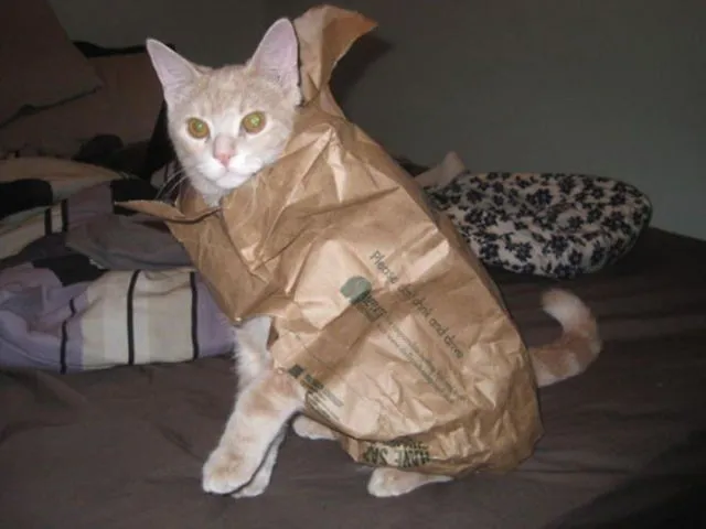 Imágenes graciosas de gatos. MundoGatos.