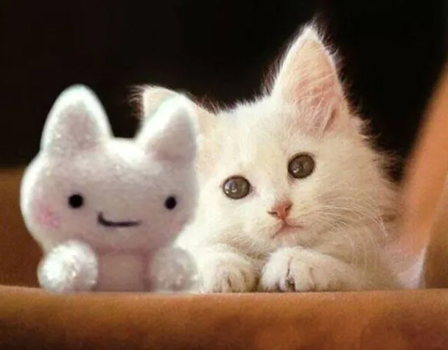 Imágenes graciosas de gatos. MundoGatos.com Imágenes graciosas de gatos. MundoGatos.com