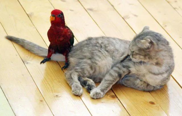 Imágenes graciosas de gatos. MundoGatos.