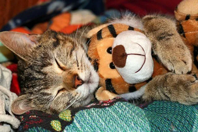 Imágenes graciosas de gatos. MundoGatos.