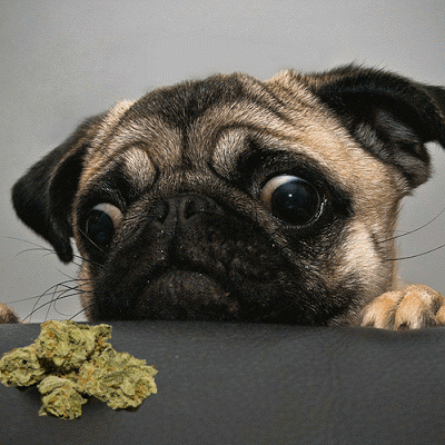 Imagenes Muy Graciosas Con Movimiento De Perros - Imagenes De Perros Imagenes Muy Graciosas Con Movimiento De Perros - Imagenes De Perros