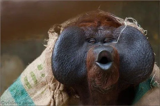 Fotos de orangutanes graciosos - Imagui