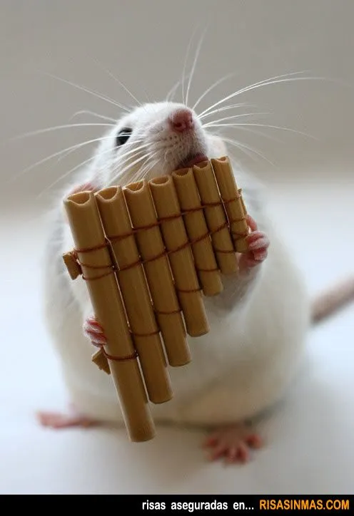 Imágenes divertidas de Ratas