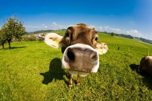 Graciosas de vacas - Imagui