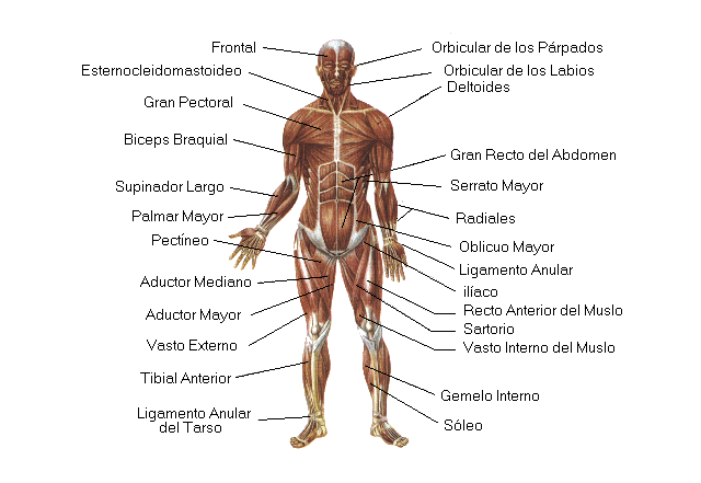 El Ser Humano-Sistema Muscular
