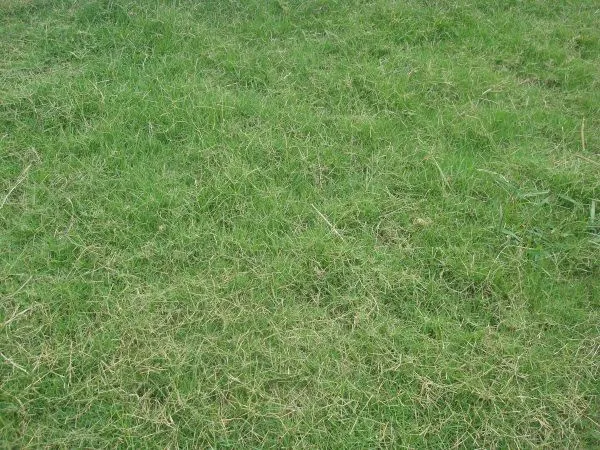 Imágenes gratis de cesped,pasto,verde,fondo,background,vista de arrib Imágenes gratis de cesped,pasto,verde,fondo,background,vista de arrib