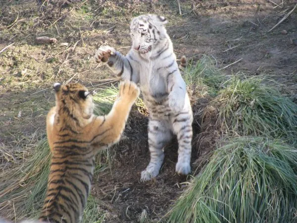 Imágenes gratis de prod06,animal,animales,salvaje,salvajes,tigre,tigr