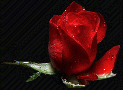 ... Imágenes de Grupo de Boleros y copla > Hermosa flor ... Imágenes de Grupo de Boleros y copla > Hermosa flor