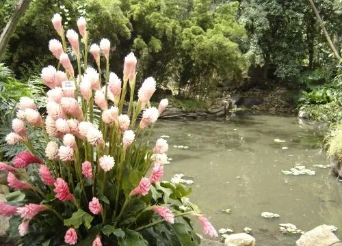 Imagen Flores exoticas - grupos.