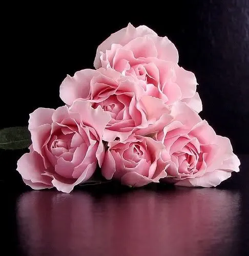  ... Imágenes de Grupo de Humor y Juegos > Hermosas