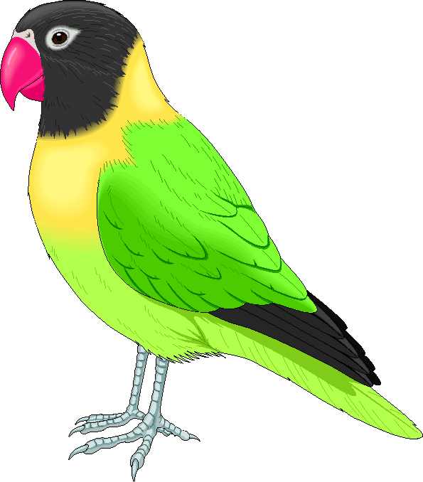 Descarga imágenes de aves para web pinguino rey guacamaya - Foto ... Descarga imágenes de aves para web pinguino rey guacamaya - Foto ...
