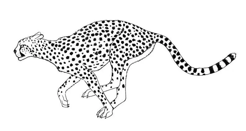 Leopardos para colorear - Imagui