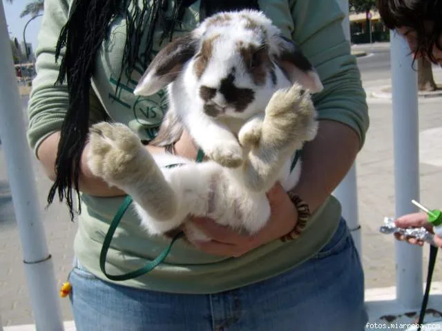 Conejitos<Concursos de la web de Conejitos Conejitos<Concursos de la web de Conejitos