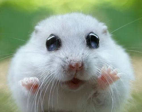 Hámster Dando Un Susto - Imagenes de Animales Graciosos, Videos y ...