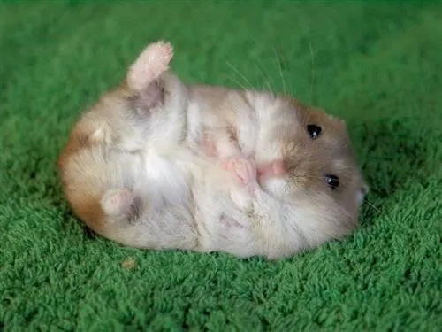 Mascotas tiernamente tentadoras
