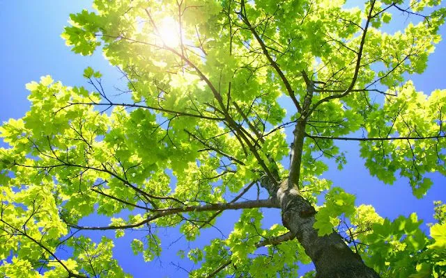 Educación Ambiental: Galería de Imagenes en HD Educación Ambiental: Galería de Imagenes en HD