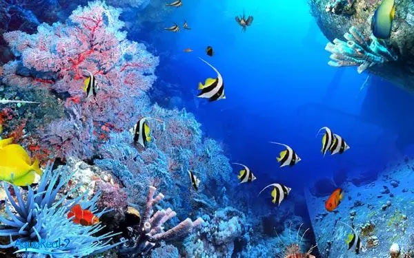 Imagenes hermosas para fondos de pantalla con movimiento - Imagui Imagenes hermosas para fondos de pantalla con movimiento - Imagui