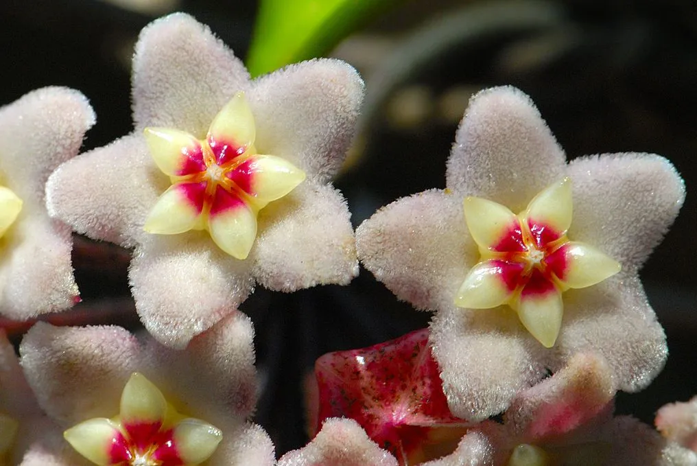 Imajenes de las flores mas hermosa del mundo - Imagui Imajenes de las flores mas hermosa del mundo - Imagui