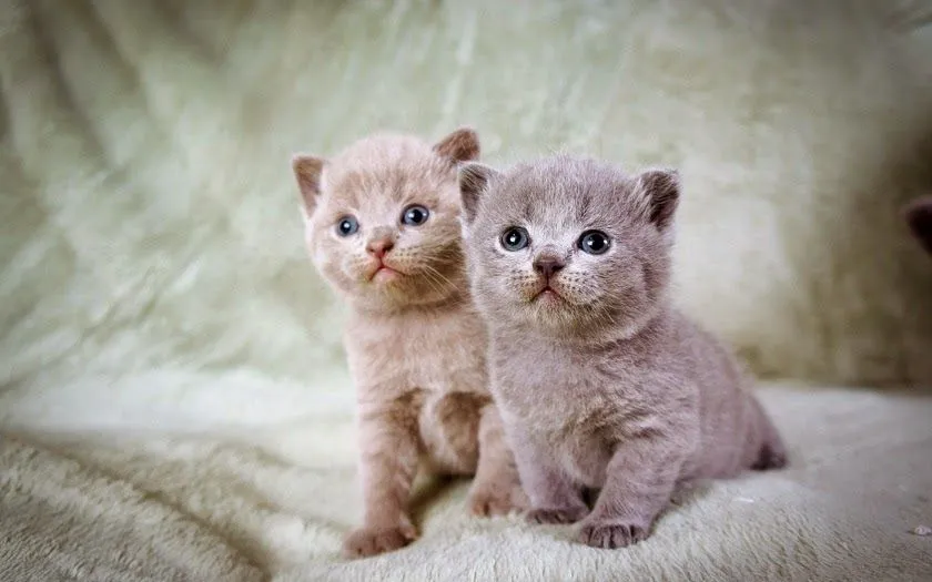 Imágenes de hermosos gatitos - Fotos Bonitas de Amor | Imágenes ... Imágenes de hermosos gatitos - Fotos Bonitas de Amor | Imágenes ...