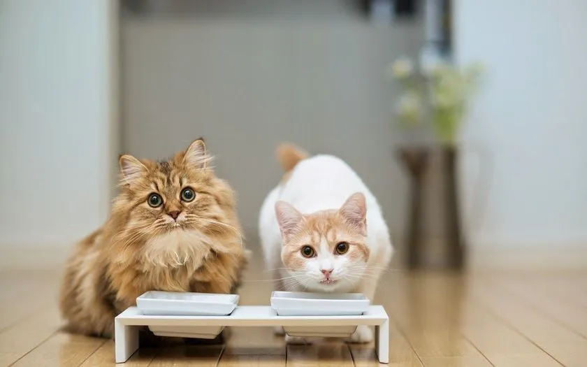 Imágenes de hermosos gatitos - Fotos Bonitas de Amor | Imágenes ...