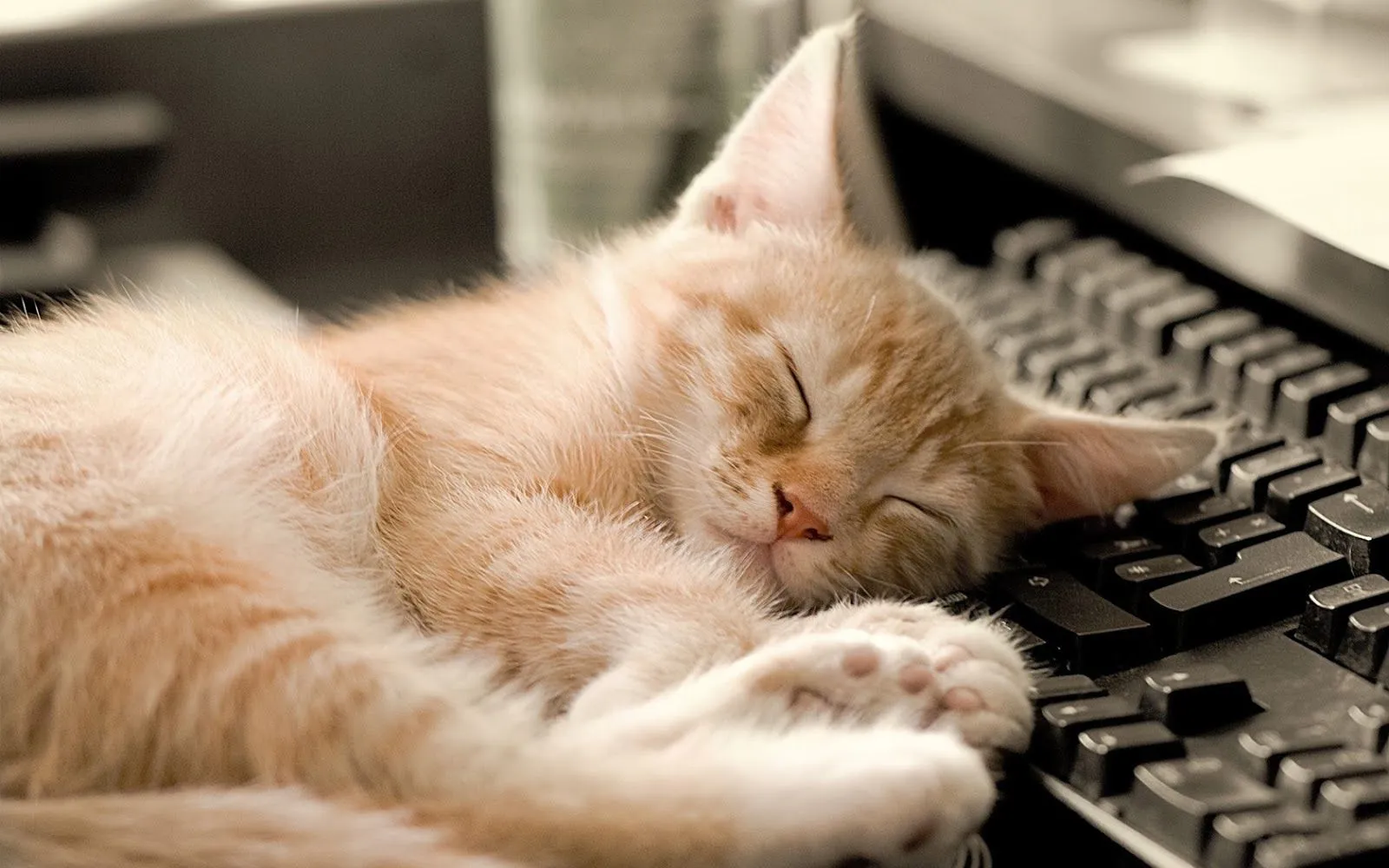 Imagenes de hermosos gatos | Fotos Bonitas de Amor | Imágenes ... Imagenes de hermosos gatos | Fotos Bonitas de Amor | Imágenes ...