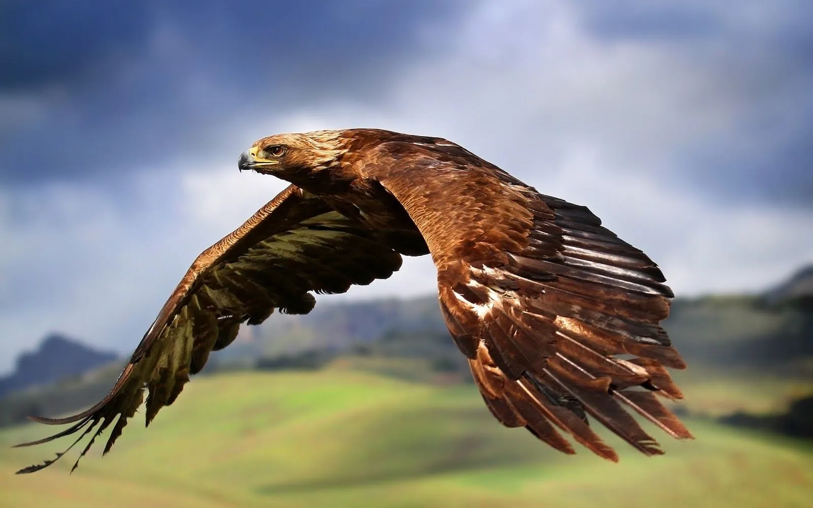 Imágenes Hilandy: Fondo de Pantalla Animales Águila volando