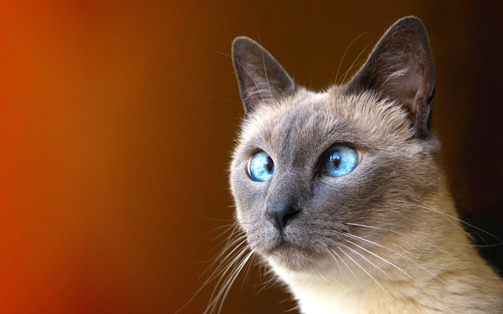 Imágenes Hilandy: Fondo de Pantalla Animales Gato bizco