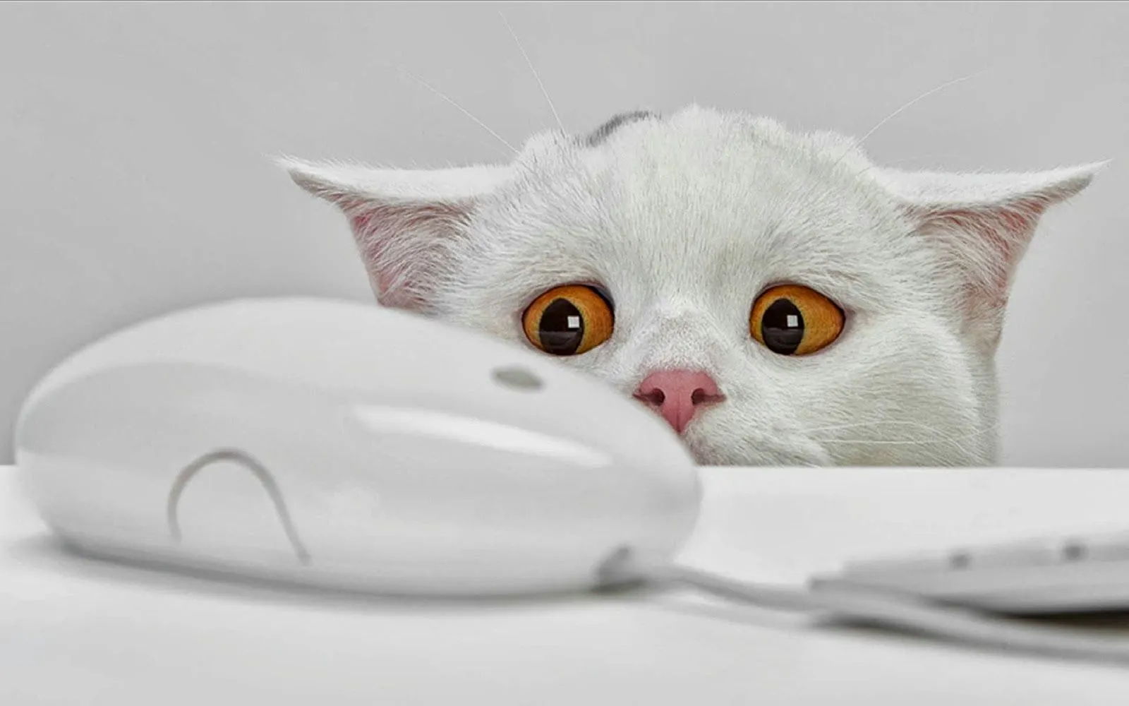Imágenes Hilandy: Fondo de Pantalla Animales gato observando raton ... Imágenes Hilandy: Fondo de Pantalla Animales gato observando raton ...