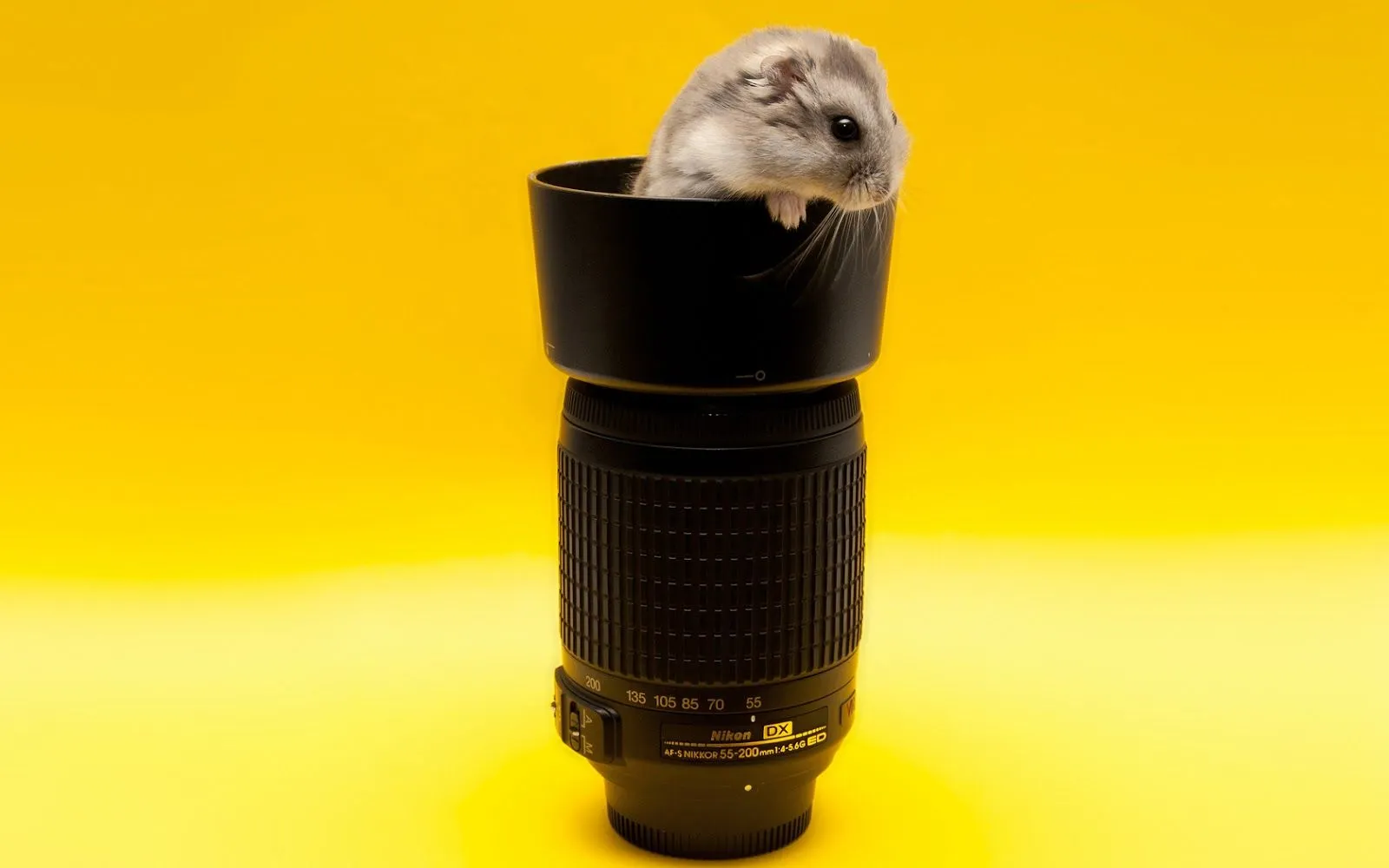 Imágenes Hilandy: Fondo de Pantalla Animales Hamster en objetivo ... Imágenes Hilandy: Fondo de Pantalla Animales Hamster en objetivo ...