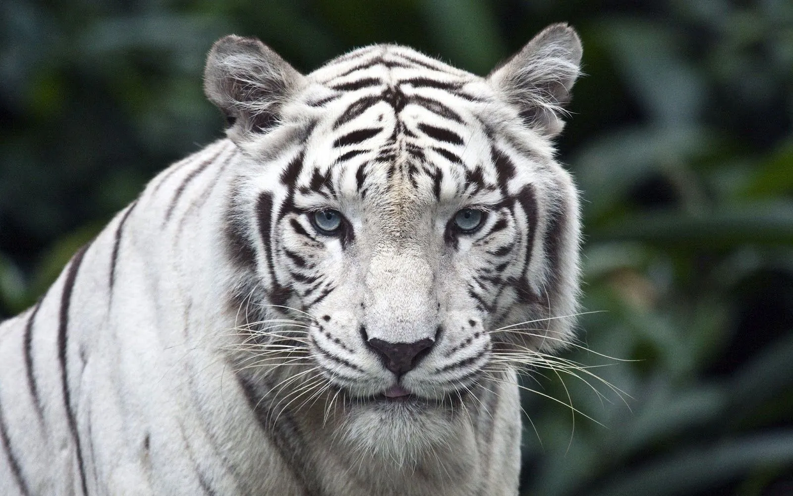 Imágenes Hilandy: Fondo de Pantalla Animales Tigre blanco Imágenes Hilandy: Fondo de Pantalla Animales Tigre blanco