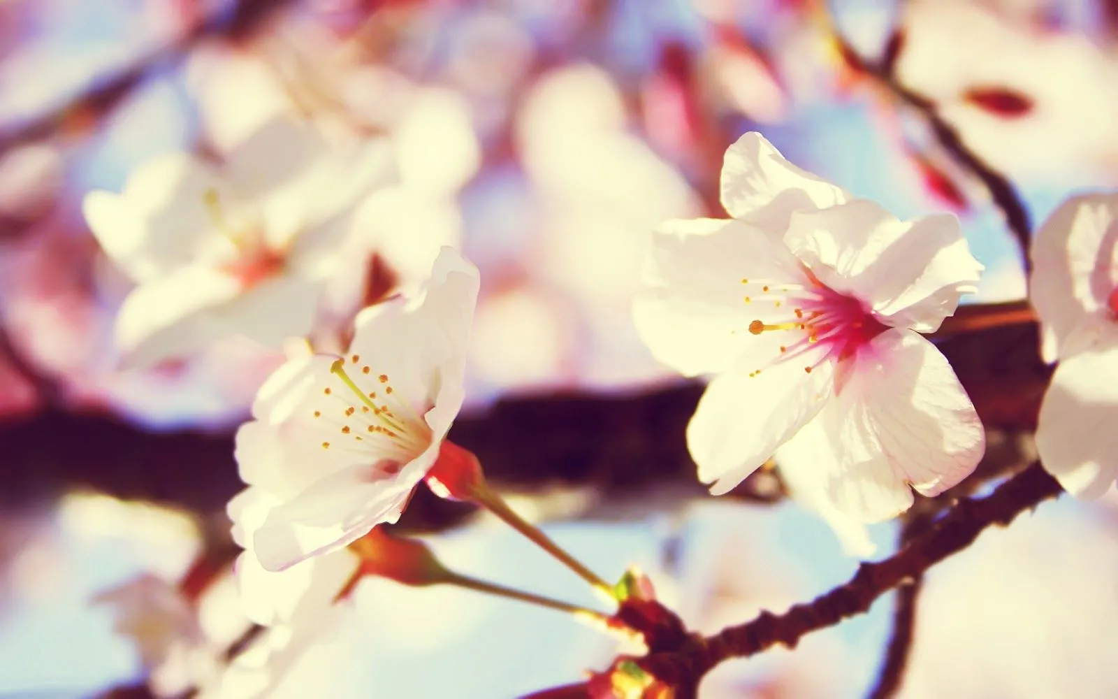 Imágenes Hilandy: Fondo de Pantalla Flores blancas