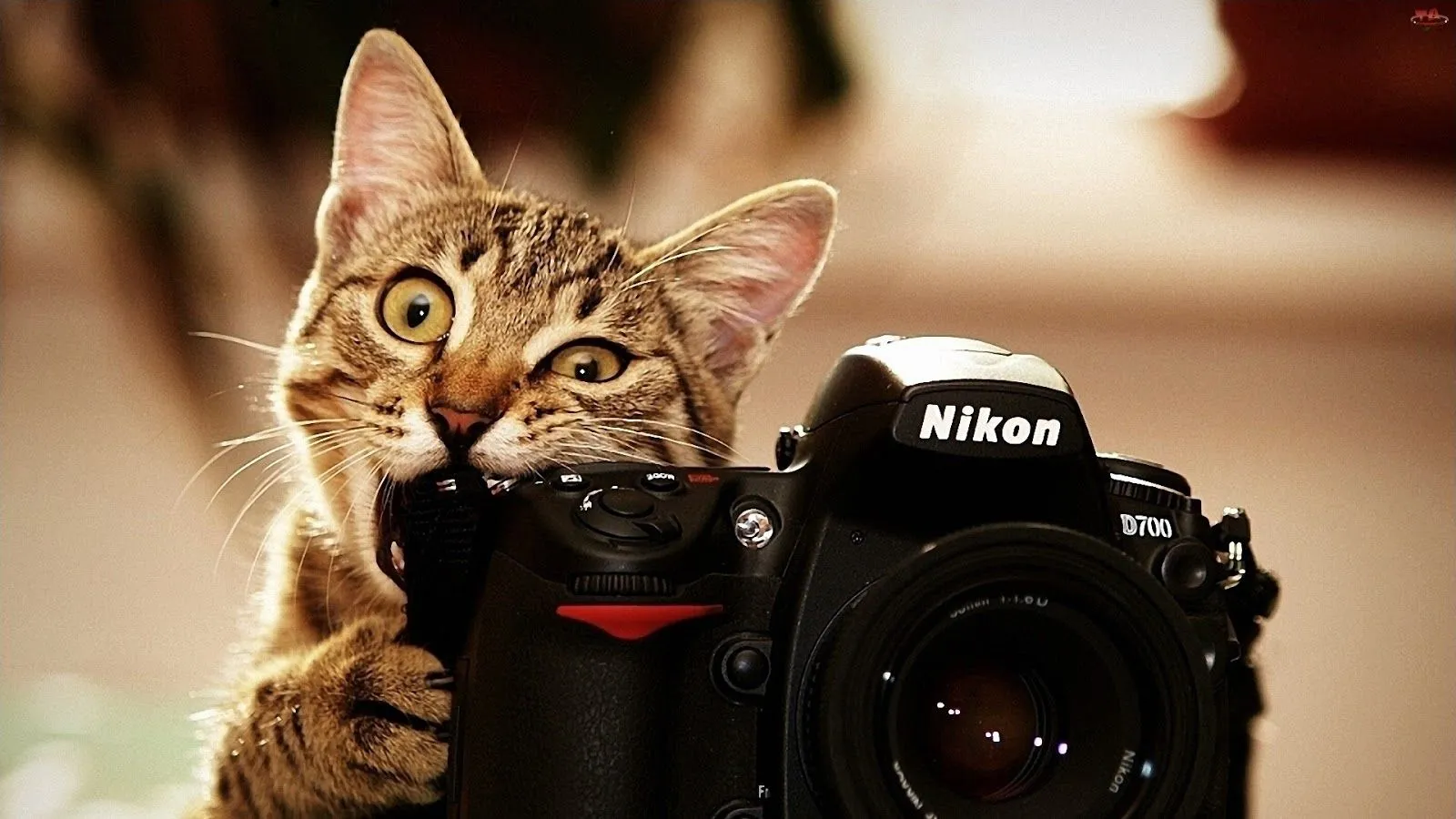 Imágenes Hilandy: Fondo de Pantalla Gato haciendo foto Imágenes Hilandy: Fondo de Pantalla Gato haciendo foto