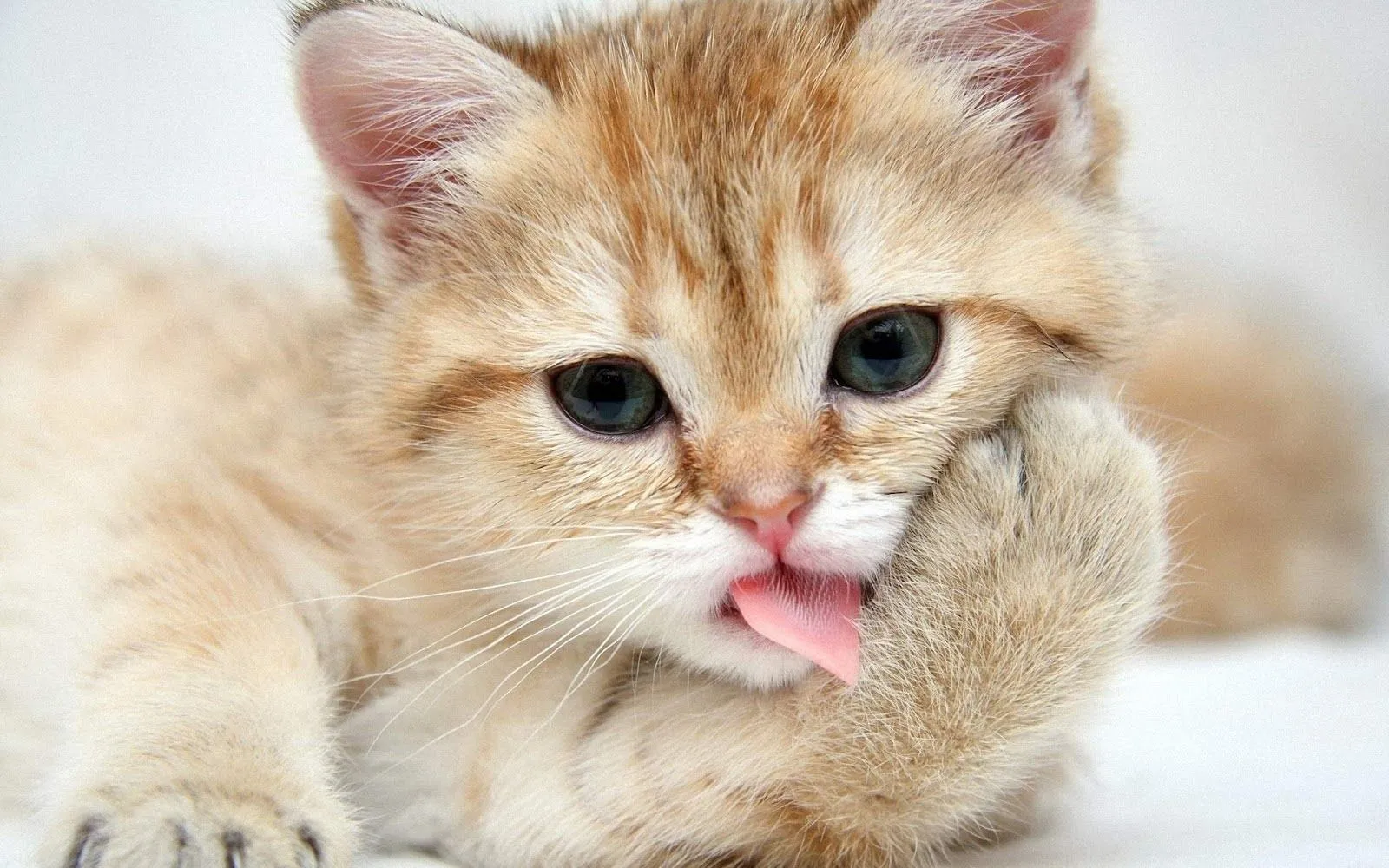 Imágenes Hilandy: Fondo de Pantalla Gato lamiendose Imágenes Hilandy: Fondo de Pantalla Gato lamiendose