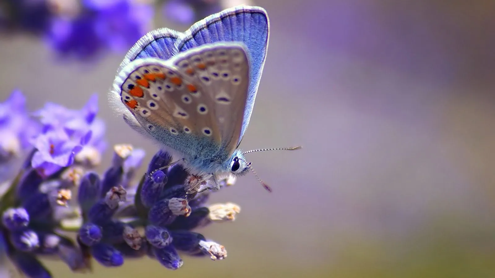 Imágenes Hilandy: Fondo de Pantalla Mariposa apoyada en flor