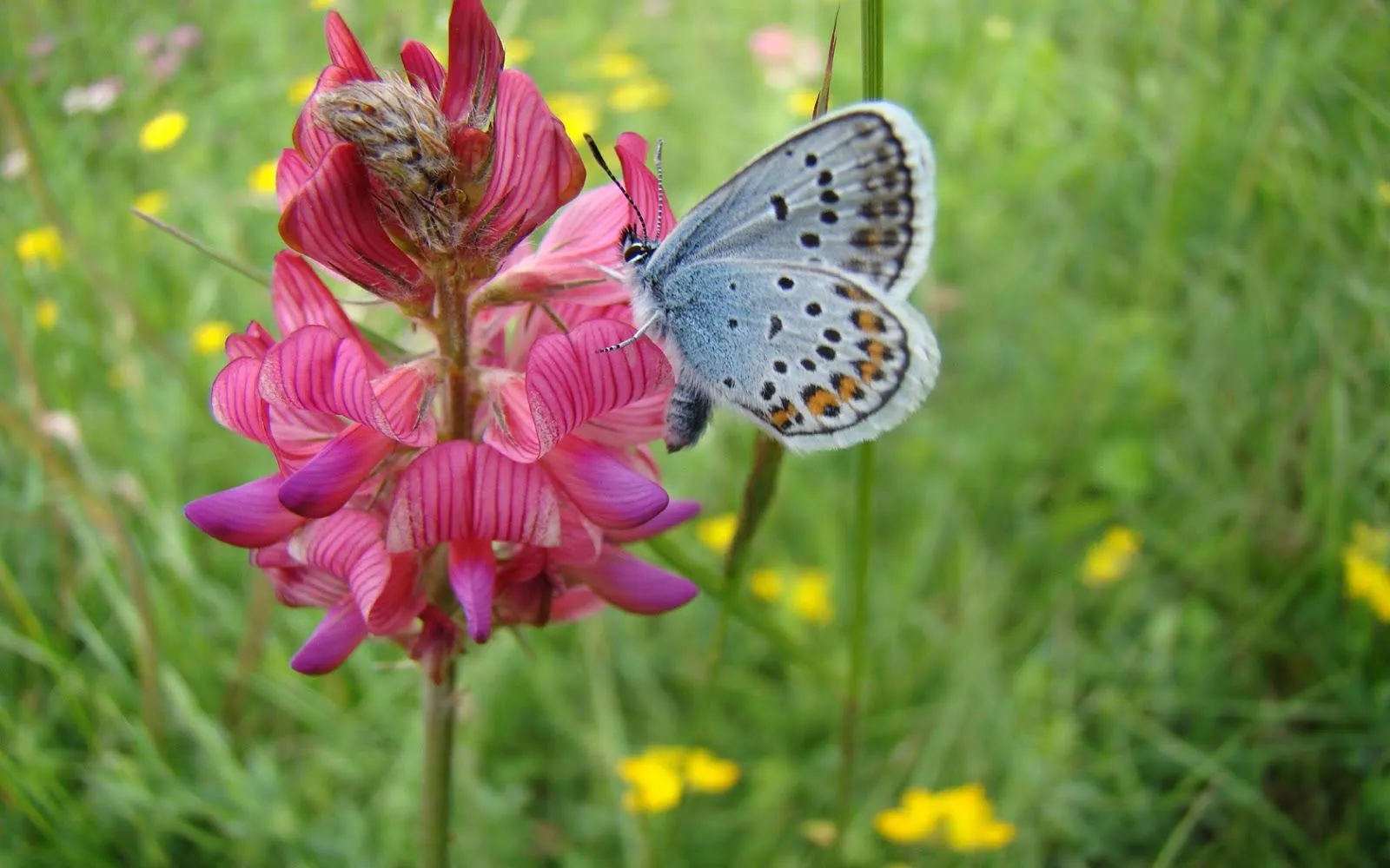 Imágenes Hilandy: Fondo de Pantalla Mariposa en flor Imágenes Hilandy: Fondo de Pantalla Mariposa en flor