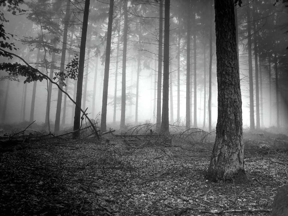Fondo de Pantalla Naturaleza Niebla en el bosque tenebroso | Imagenes.