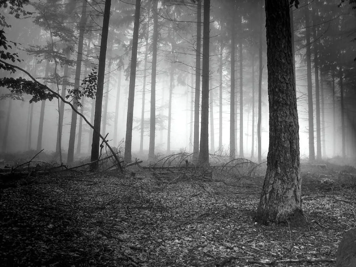 Fondo de Pantalla Naturaleza Niebla en el bosque tenebroso | Imagenes. Fondo de Pantalla Naturaleza Niebla en el bosque tenebroso | Imagenes.