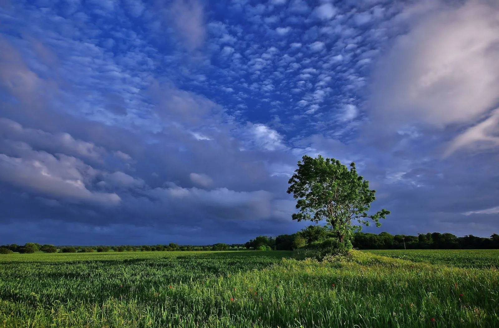 Imágenes Hilandy: Fondo de Pantalla Paisajes Prados verdes con ... Imágenes Hilandy: Fondo de Pantalla Paisajes Prados verdes con ...
